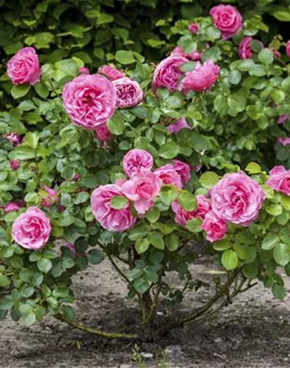 DER OKTOBER - PFLANZZEIT FÜR ROSEN DER OKTOBER - PFLANZZEIT FÜR ROSEN