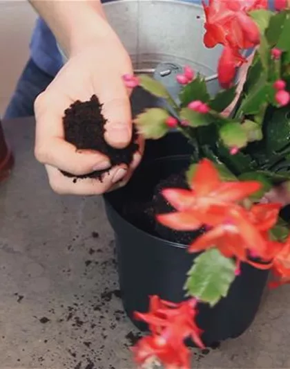 WEIHNACHTSKAKTUS - EINPFLANZEN IN EIN GEFÄß WEIHNACHTSKAKTUS - EINPFLANZEN IN EIN GEFÄß