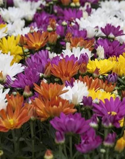CHRYSANTHEMEN IN FARBEN UND FORMEN