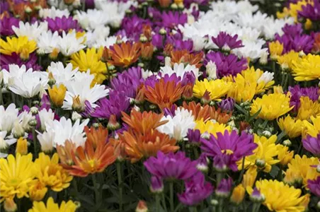 CHRYSANTHEMEN IN FARBEN UND FORMEN