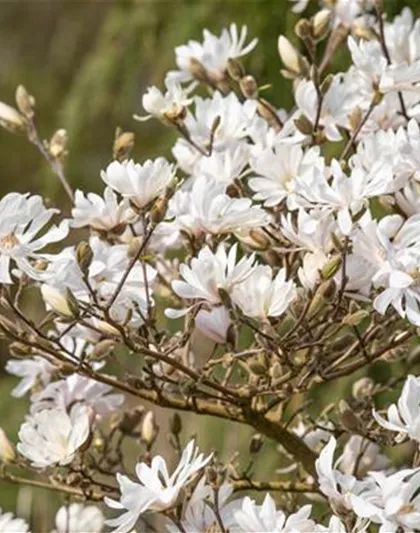 FRüHBLüHENDE GEHöLZE!