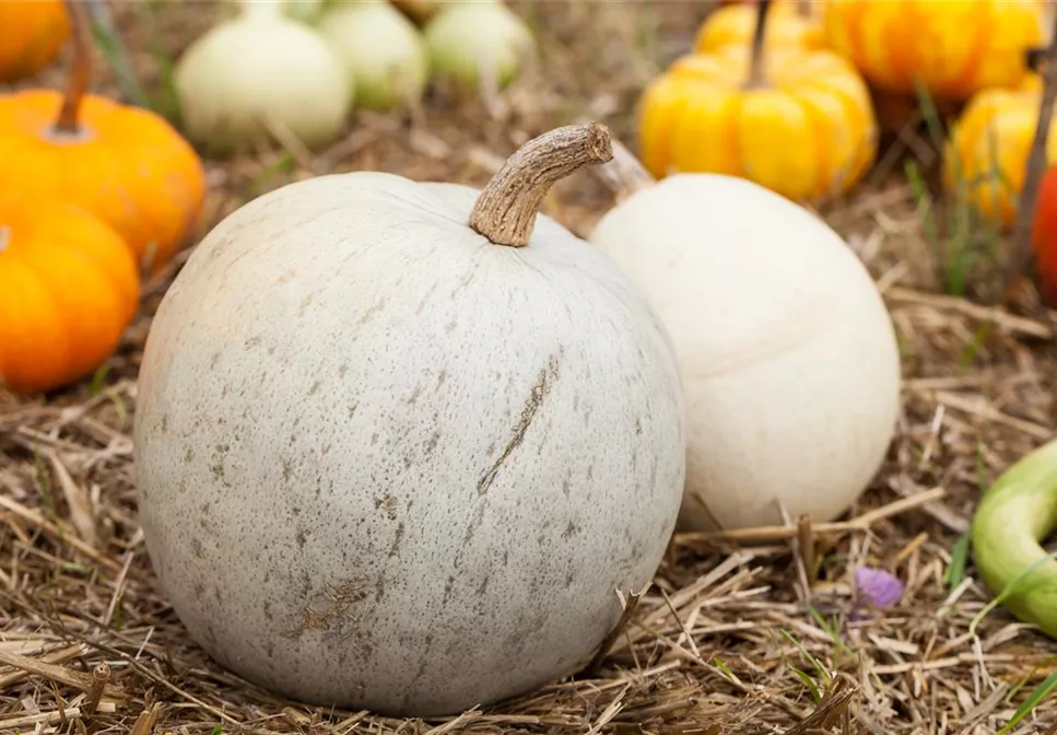 DEIN HERBST… GENUSS! DEIN HERBST… GENUSS!