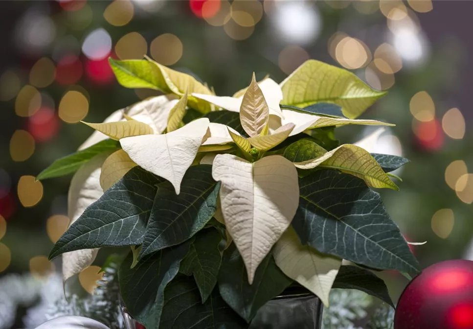 WIR KÖNNEN FESTLICH! WIR KÖNNEN FESTLICH!