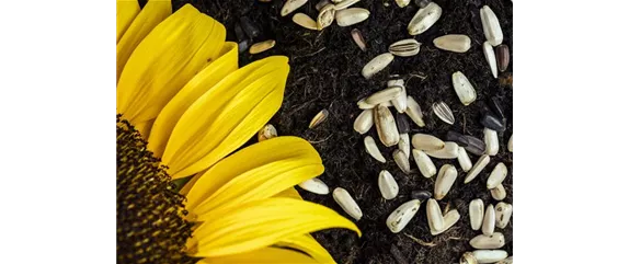 SAMENBOMBEN - BLüHENDE üBERRASCHUNG IM GARTEN