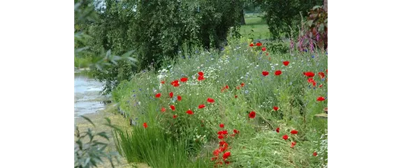 SAMENBOMBEN - BLüHENDE üBERRASCHUNG IM GARTEN