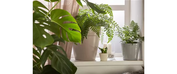 TIERFREUNDLICHE PFLANZEN FüR ALLE FELLNASEN!