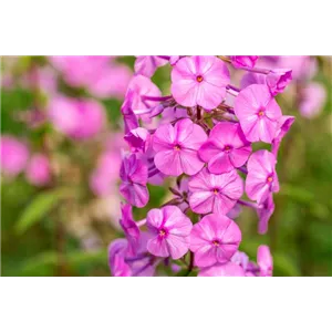 POLSTERPHLOX