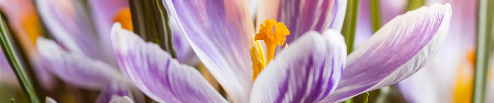 Crocus chrysanthus