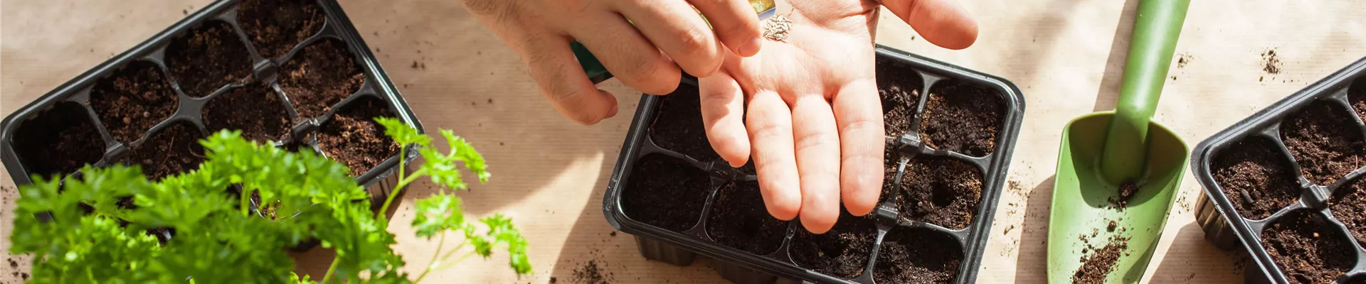 AUSSAAT, DIE AUFGEHT!