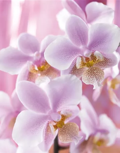 DIE TOP 8 DER WINTERBLUMEN DIE TOP 8 DER WINTERBLUMEN