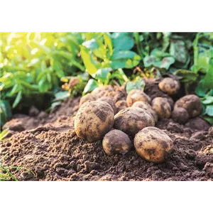 WIE GEHT... OMA'S SUPERFOOD?
