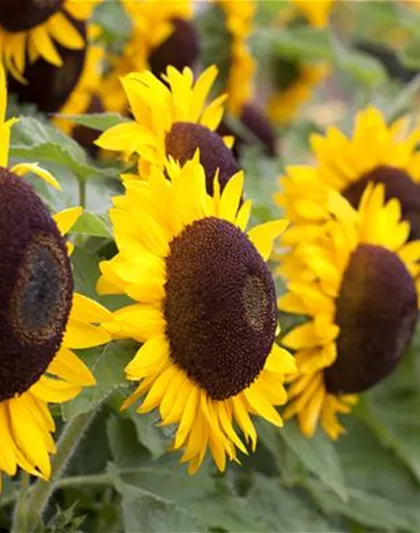 DIE TOP 8 DER HERBSTBLUMEN