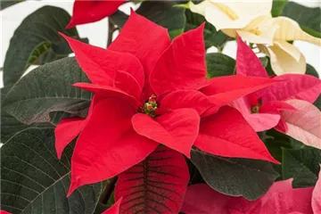 DER WEIHNACHTSSTERN DER WEIHNACHTSSTERN