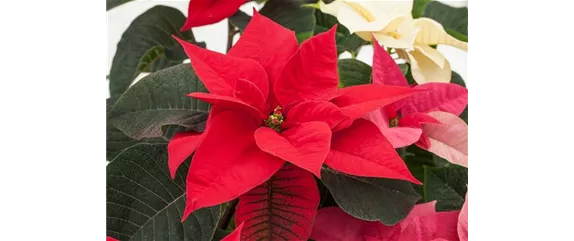 ZIMMERPFLANZEN ZU WEIHNACHTEN