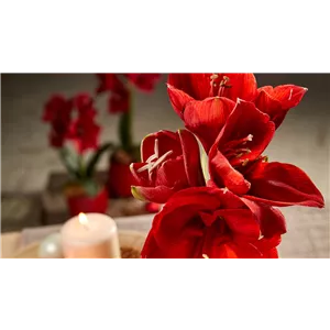 AMARYLLIS