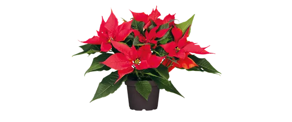 WEIHNACHTEN BEGINNT ZUHAUSE!