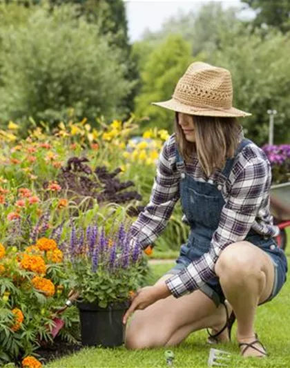 PFLANZENSCHUTZ ZUM SOMMERANFANG
