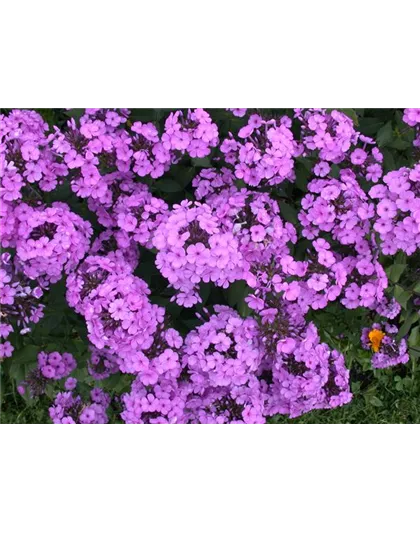 PHLOX