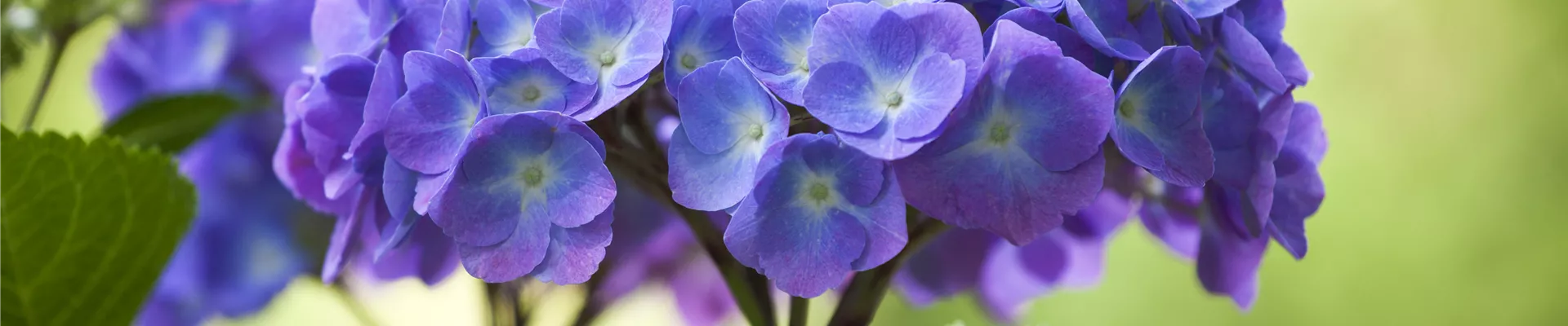 Hydrangea macrophylla
