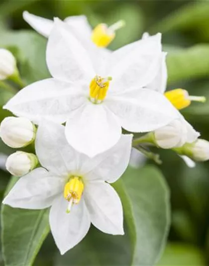 DER SOMMERJASMIN!