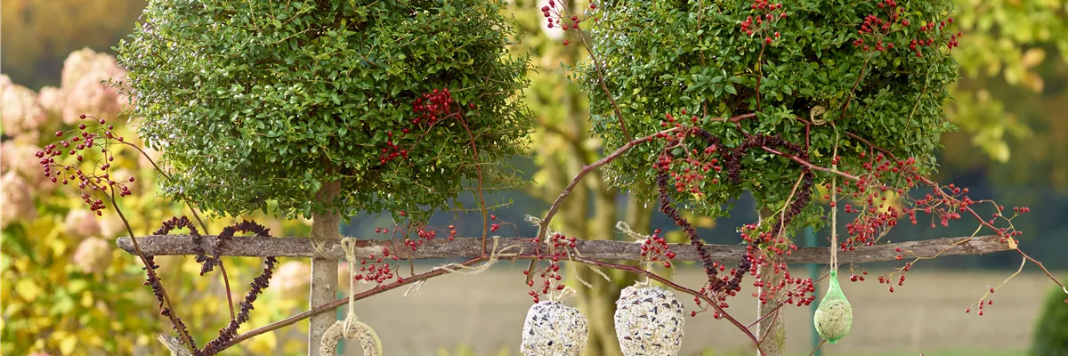 LECKERBISSEN FüR VöGEL