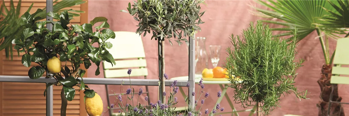 MEDITERRANER FLAIR! 