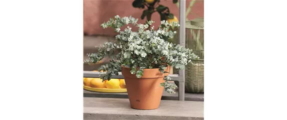 MEDITERRANER FLAIR! 