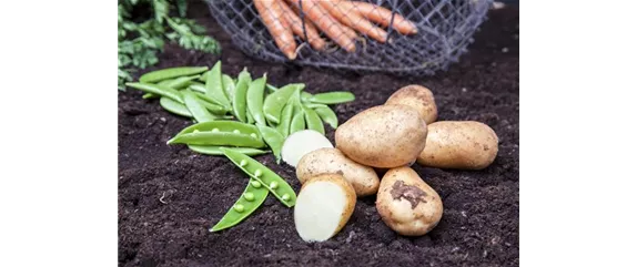 ERNTEDANKFEST  ERNTEDANKFEST