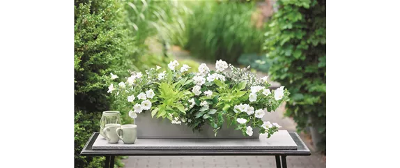 SOMMER PFLANZEN!