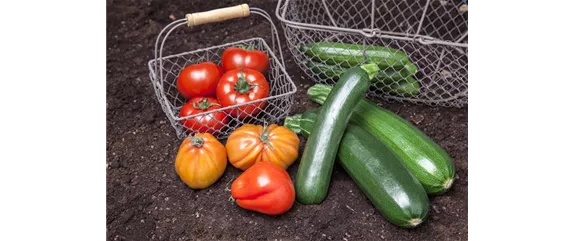 ERNTEDANKFEST  ERNTEDANKFEST