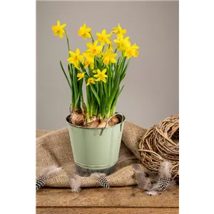 PFLANZE DES MONATS FEBRUAR: NARZISSE