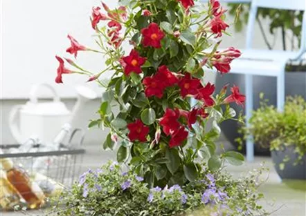 PFLANZE DES MONATS APRIL: DIPLADENIE