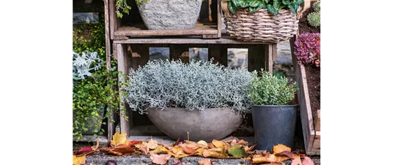 STACHELDRAHT STACHELDRAHT