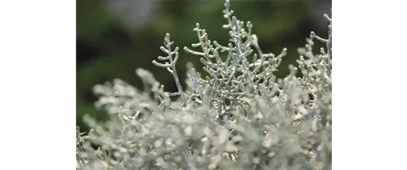 STACHELDRAHT STACHELDRAHT