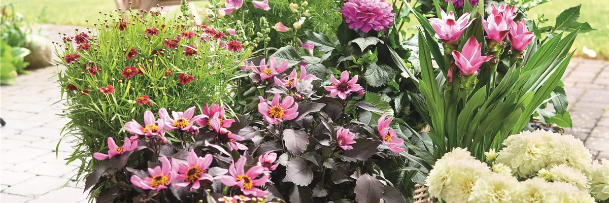 BLÜHENDER GARTEN! AUSDAUERNDE STAUDEN FÜR TERRASSEN UND BEETE. 