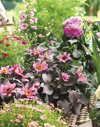 BLÜHENDER GARTEN! AUSDAUERNDE STAUDEN FÜR TERRASSEN UND BEETE. 