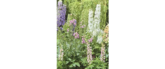 BLÜHENDER GARTEN! AUSDAUERNDE STAUDEN FÜR TERRASSEN UND BEETE. 