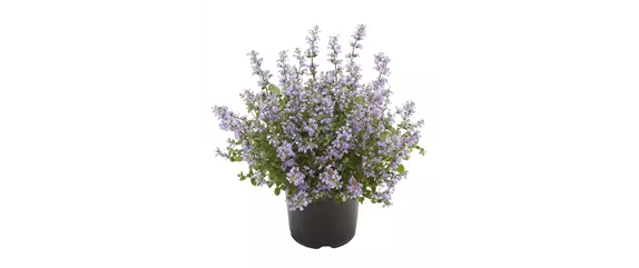 BLÜHENDER GARTEN! AUSDAUERNDE STAUDEN FÜR TERRASSEN UND BEETE. 