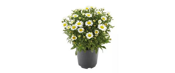 BLÜHENDER GARTEN! AUSDAUERNDE STAUDEN FÜR TERRASSEN UND BEETE. 