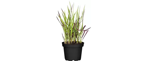 NATÜRLICH SCHÖN! GRÄSER FÜR EIN STILVOLLES GARTENAMBIENTE. 