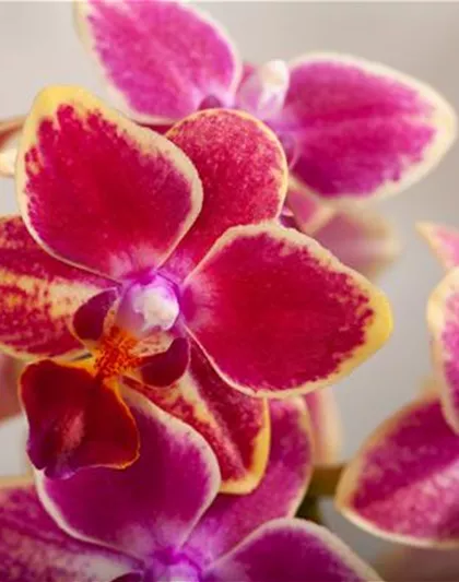 ORCHIDEEN - DIE KöNIGIN DER ZIMMERPFLANZEN