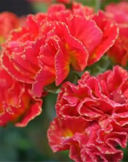 PRIMELN - EINPFLANZEN IM GARTEN