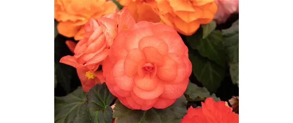 LIEBE LIEGT IN DER LUFT