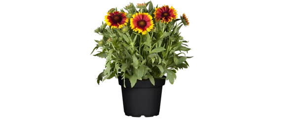 KOKARDENBLUME