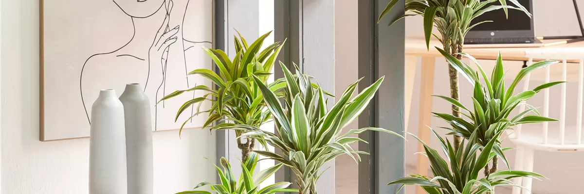 GRÜNES UPDATE FÜR DEIN HOMEOFFICE!